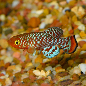 Killifish – LiveAquaria