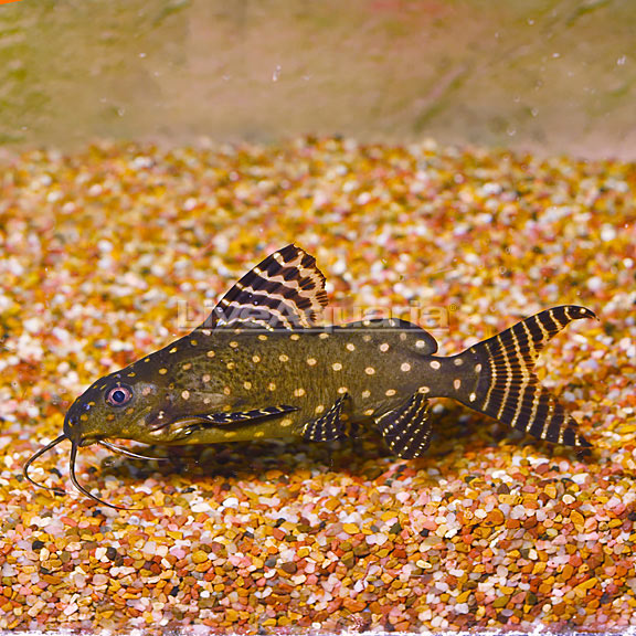 Synodontis Angelicus Catfish
