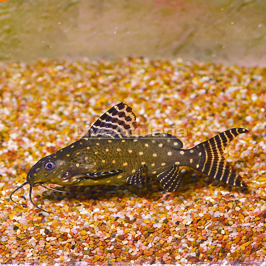 Synodontis Angelicus Catfish
