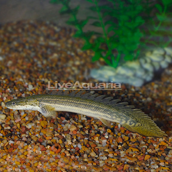 Lapradei Bichir