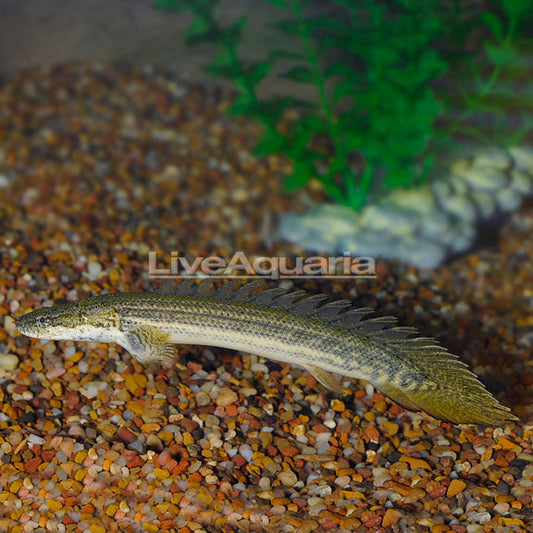 Lapradei Bichir