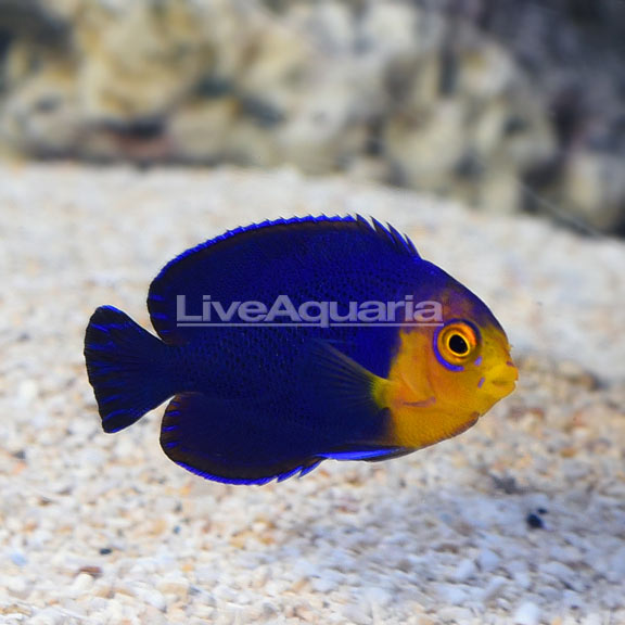 Dwarf Angelfish: Flame Angelfish and other Dwarf Angels – LiveAquaria