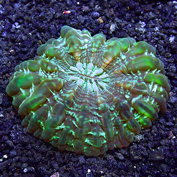 Button Coral, Cynarina