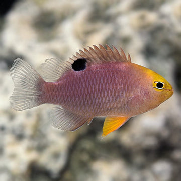 Damselfish: Blue, Yellow and other Types of Damselfish Species for Sale ...