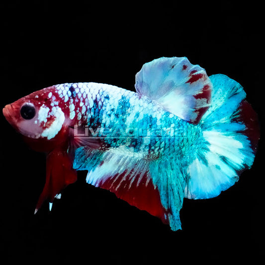 Galaxy Koi Halfmoon Plakat, Male