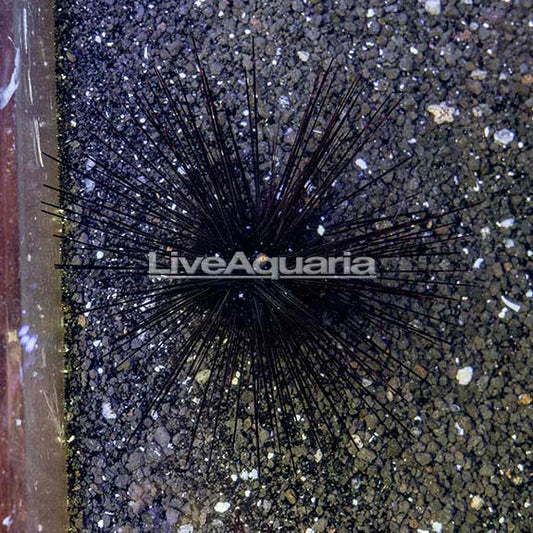 Black Longspine Urchin 5.5" WYSIWYG