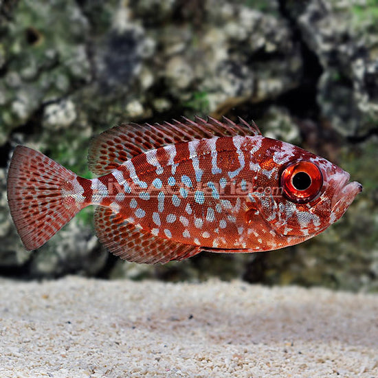 Glass Eye Squirrelfish (Dusky-finned Bullseye): Reef Aquarium Fish ...