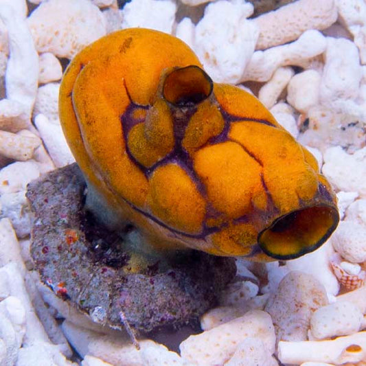 Sea Squirts