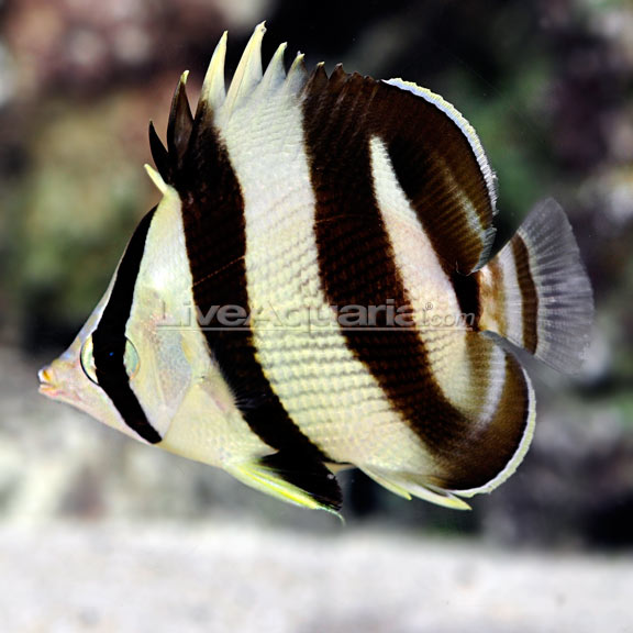 Banded Butterflyfish: Saltwater Aquarium Fish – LiveAquaria