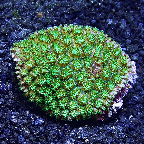Tooth Coral