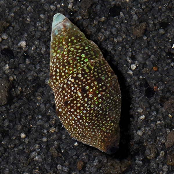 Algae Attack Pack - Standard