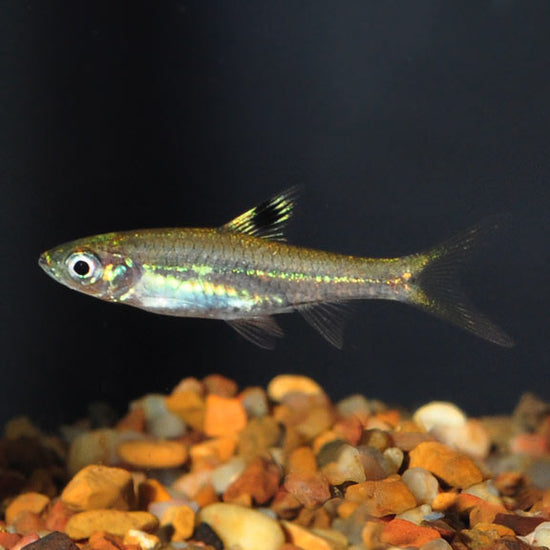 Emerald Eye Rasbora: Tropical Fish for Freshwater Aquariums – LiveAquaria