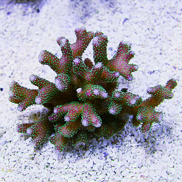 Stylophora Coral