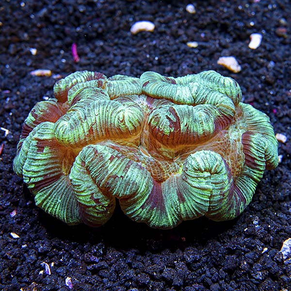 Brain Coral, Wellsophyllia