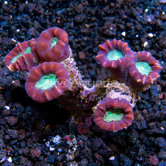 Candy Cane Coral