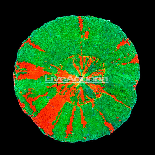 Australian Scolymia Coral, Bleeding Sour Apple
