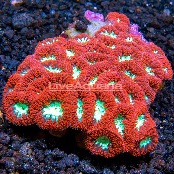 Blastomussa Coral