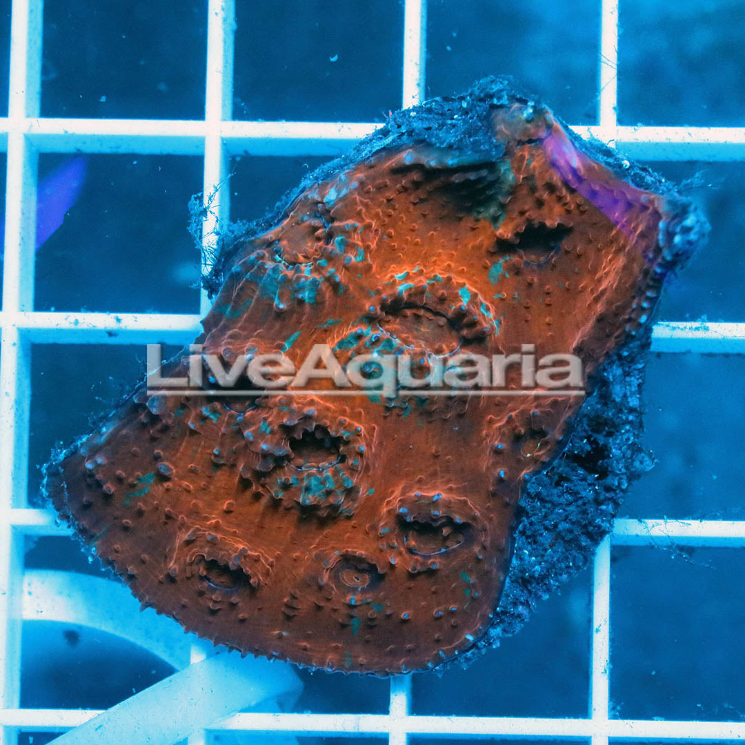 Chalice Coral Solomon 1.5" WYSIWYG