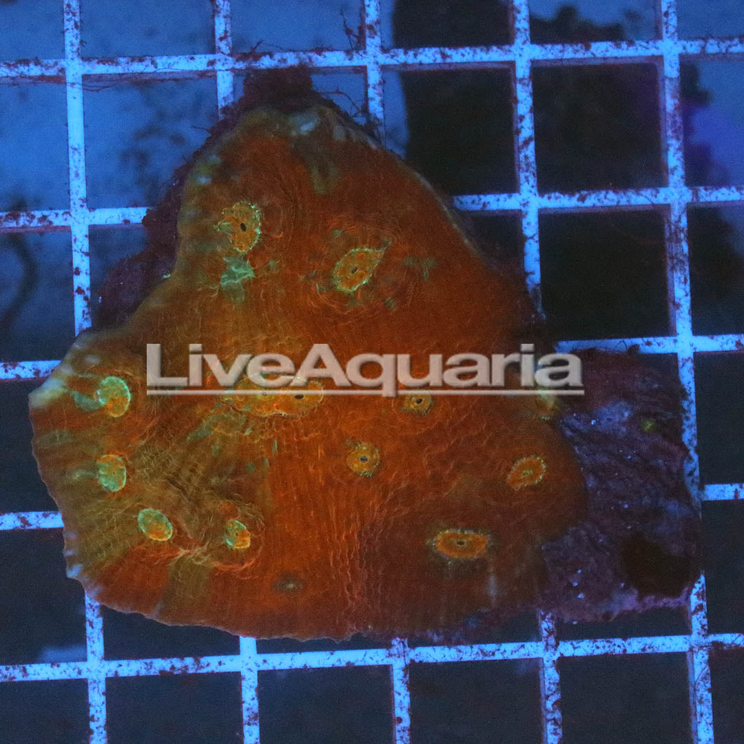 Chalice Coral Solomon 2" WYSIWYG