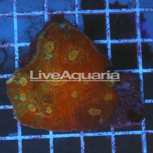 Chalice Coral Solomon 2" WYSIWYG