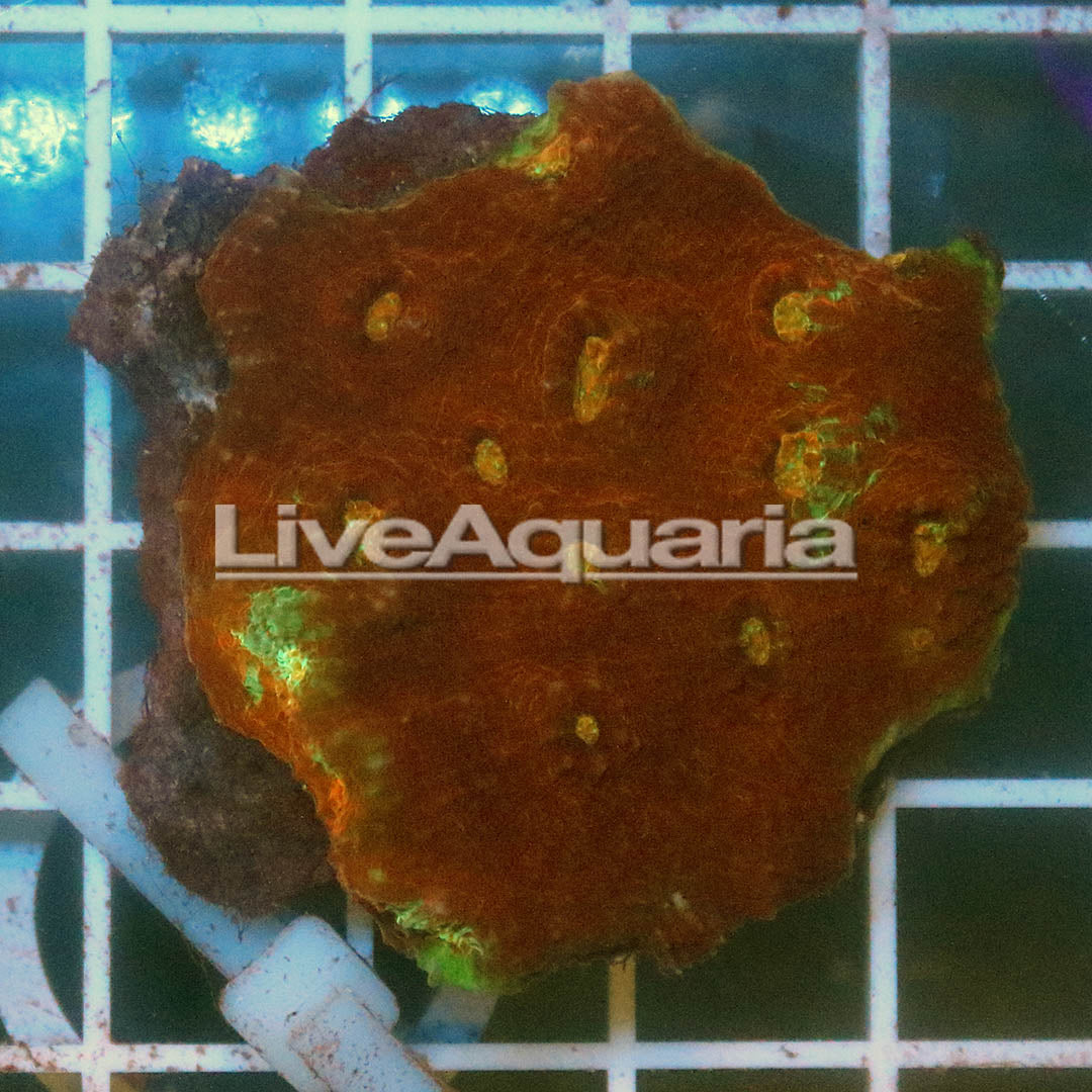 Chalice Coral Solomon 1.75" WYSIWYG