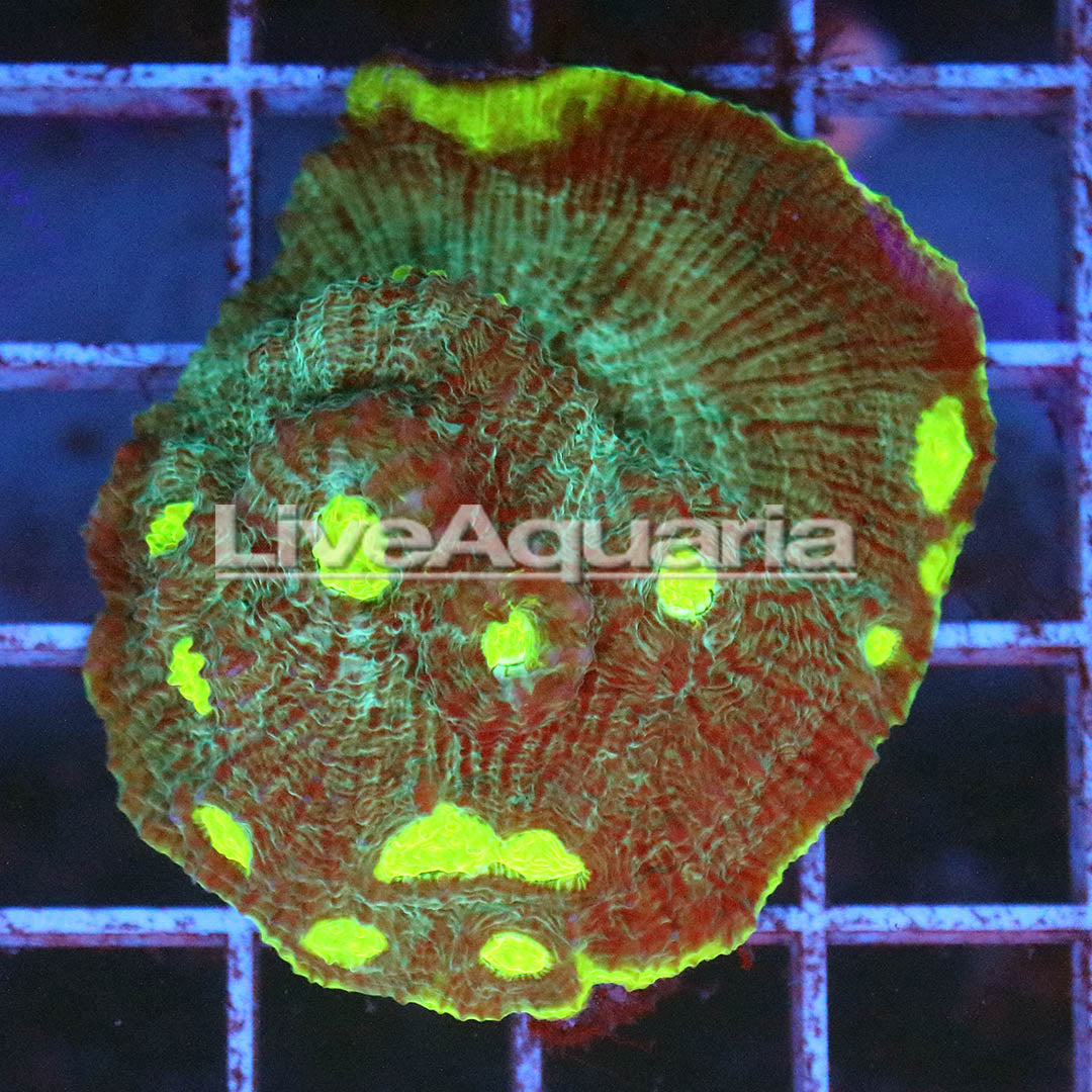 Chalice Coral Solomon 1.75" WYSIWYG