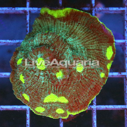 Chalice Coral Solomon 1.75" WYSIWYG