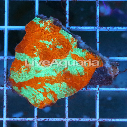 Chalice Coral Solomon 1.5" WYSIWYG