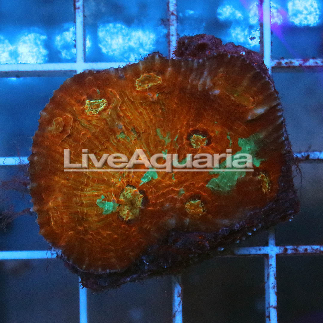 Chalice Coral Solomon 1.25" WYSIWYG