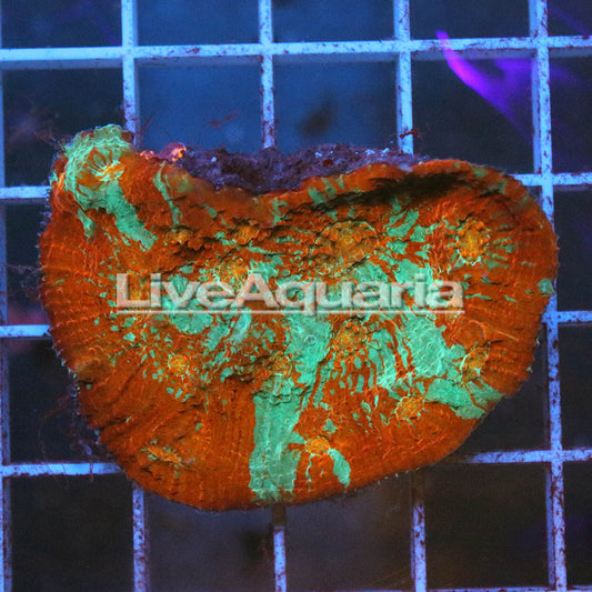 Chalice Coral Solomon 1.75" WYSIWYG