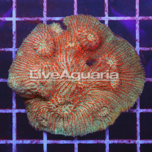 Chalice Coral Solomon 2.25" WYSIWYG