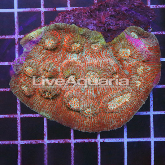 Chalice Coral Solomon 2.75" WYSIWYG