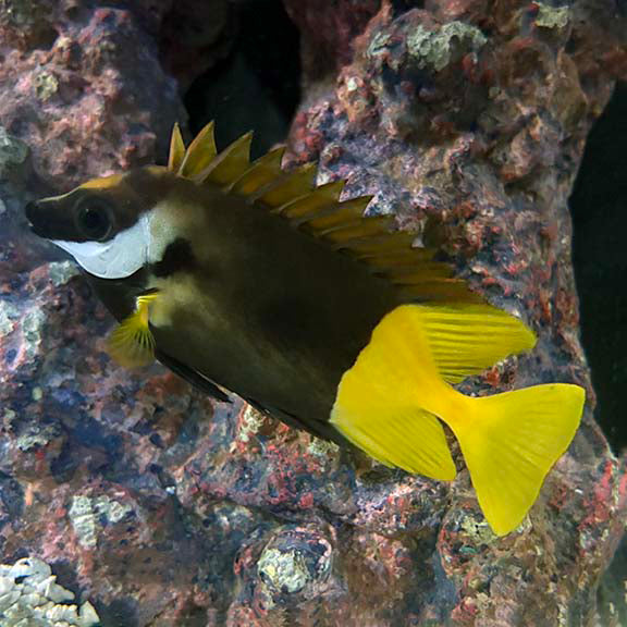 Foxface Rabbitfish Front Foxface & Rabbitfish | Marine Fish – LiveAquaria