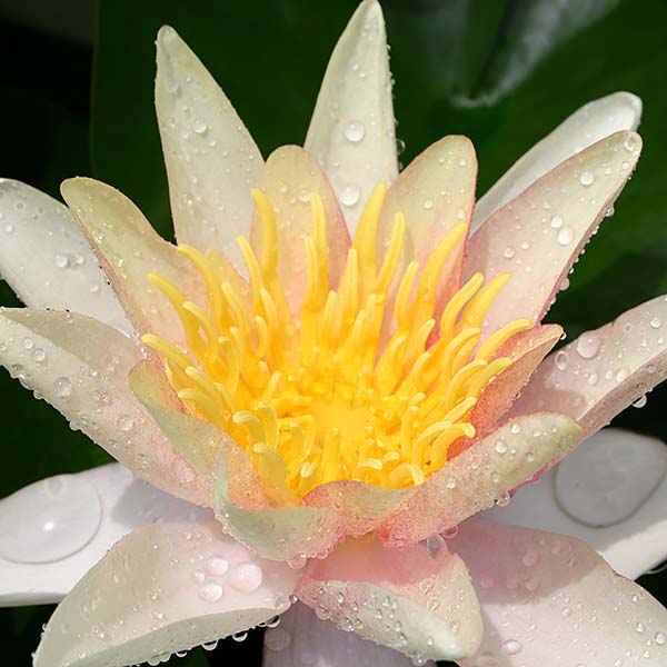 8 x 10 Hardy with Some Shade Pond Plant Variety Pack