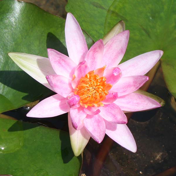 Hardy Zones 4-11 Pond Plant Pack