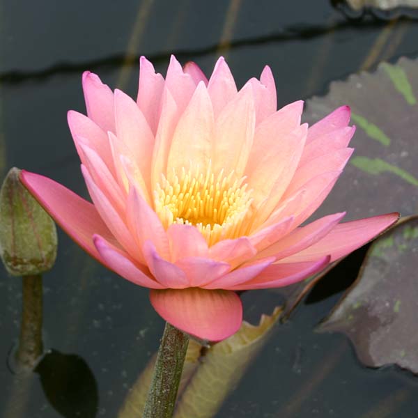 8 x 10 Tropical Full Sun Pond Plant Variety Pack