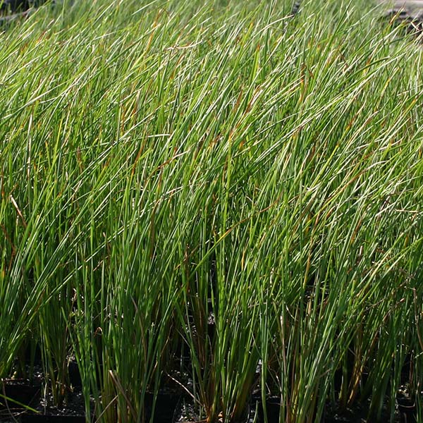 5x5 Hardy Cooler Climate Pond Plant Starter Pack