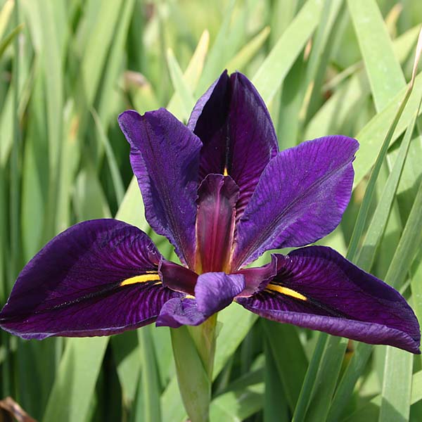 8 x 10 Tropical Full Sun Pond Plant Variety Pack