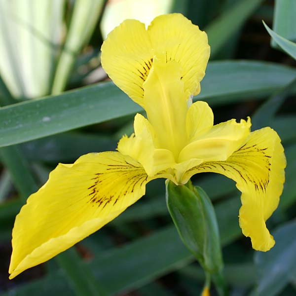 8 x 10 Hardy with Some Shade Pond Plant Variety Pack
