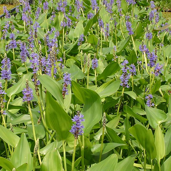 8 x 10 Hardy with Some Shade Pond Plant Variety Pack