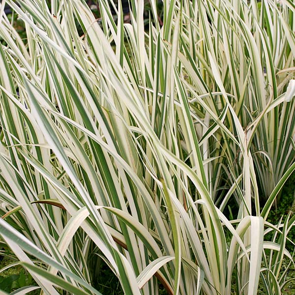 5x5 Hardy with Partial Shade Pond Plant Starter Pack