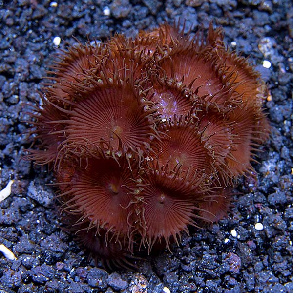 Colony Polyp, Nuclear Green