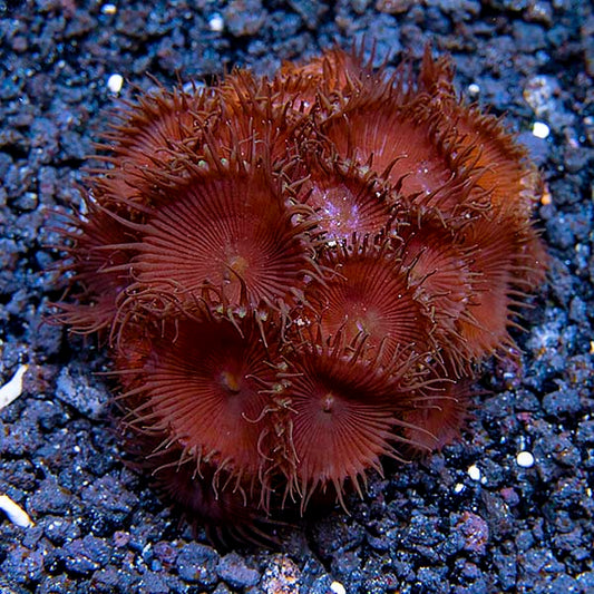 Colony Polyp, Nuclear Green