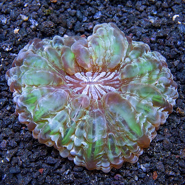 Button Coral, Cynarina