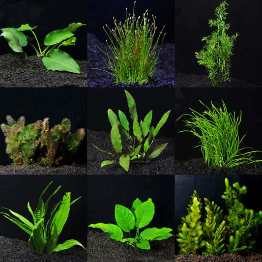 Aquarium Plant Pack - Standard 55 Gallons