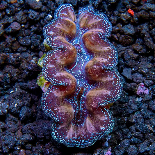 Crocea Clam, Multicolored. Aquacultured