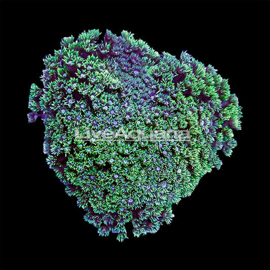 Flower Pot Coral, Long Polyp - Green 