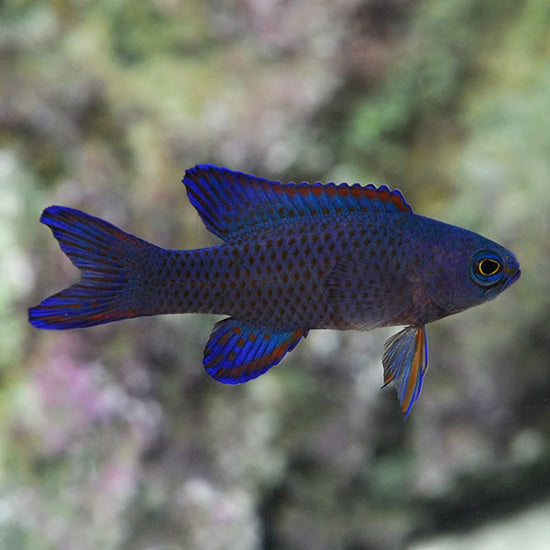 Randall’s Assessor Basslet (Assessor randalli) | Saltwater Fish at ...