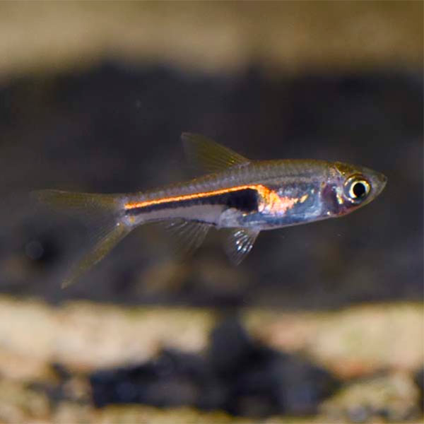 Ramba Fish Lambchop Rasbora: Tropical Fish for Freshwater Aquariums β LiveAquaria