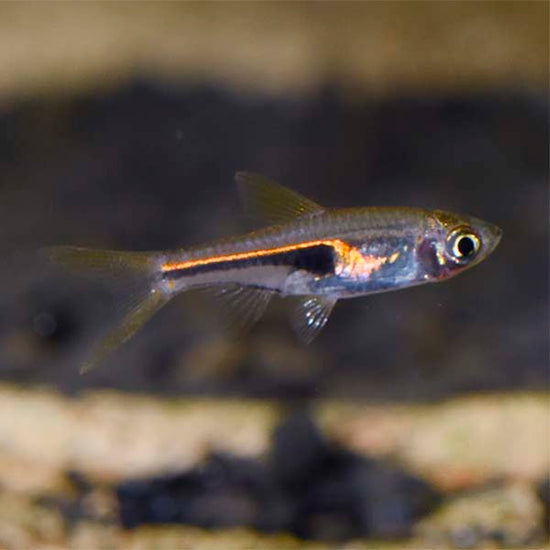 Lambchop Rasbora: Tropical Fish for Freshwater Aquariums – LiveAquaria